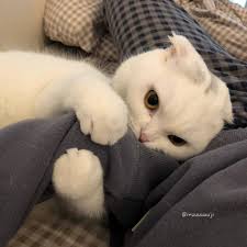 Gul Gibi Kizlar Var Ve Ben Kaktusum Cute Cats Cute Cat Memes Cute Funny Animals