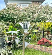 Image result for Pithecellobium dulce