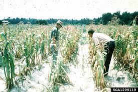 Image result for Striga passargei