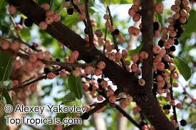 Image result for Ficus virens