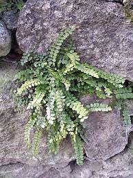 Image result for Asplenium trichomanes