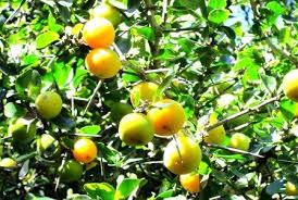 Image result for Scolopia stolzii