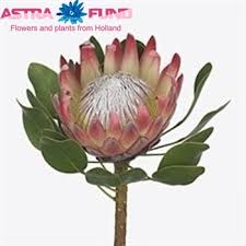 Image result for Platycoryne protearum