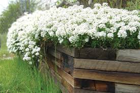 Grows best in areas that receive at least 6 hours of direct sunlight, blooming in the spring with masses of pure white flowers. Celebrating Candytuft Columbia Star
