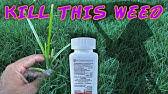 We did not find results for: Nutsedge Control With Sedgehammer Herbicide Youtube