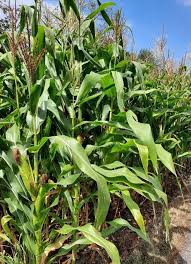 Image result for Zea mays