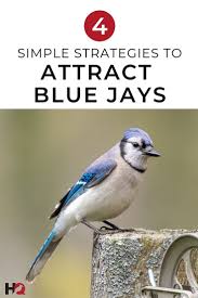 Birds That Start With A C Attract Blue Jays With These 4 Simple Strategies 2020 Backyard Birds Blue Jays Bird Watching