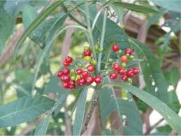 Image result for Psychotria moninensis