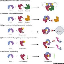 14-3-3 proteins as a major hub for plant immunity: Trends in Plant Science