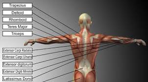They are the muscle group of the back responsible for extension, adduction, and rotation of the upper limbs. Back Muscle Anatomy And Workouts To Strengthen