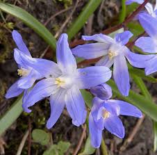 Image result for Grewia forbesii