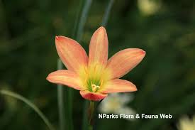 Image result for Zephyranthes minuta