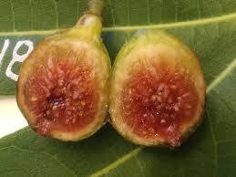 We did not find results for: Fig Database Smith