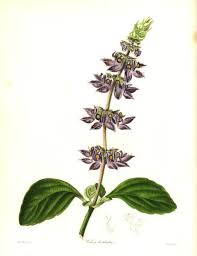 Image result for Coleus barbatus