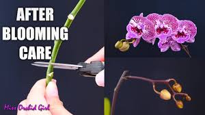 Once every ten days is sufficient. Orchid Care For Beginners What To Do After Phalaenopsis Blooms Fall Cutting Spike Aftercare Youtube