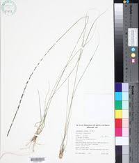 Image result for Sporobolus agrostoides