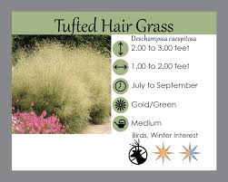 Image result for Deschampsia cespitosa