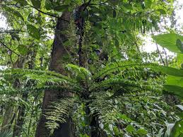 Image result for Lomariopsidaceae