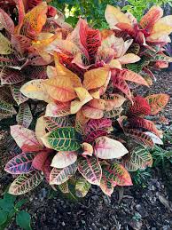 Image result for Croton longipedicellatus