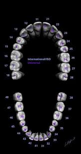 The universal numbering system identifies each tooth in a persons mouth with an individual number. American Dental Association Universal Numbering System Radiology Reference Article Radiopaedia Org