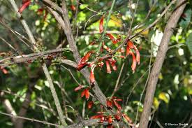 Image result for Halleria lucida