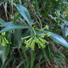 Image result for Peddiea