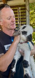 Highland cow with Hereford genes