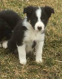 Border collie puppies for sale in evansville, indiana. Border Collie For Sale Craigslist Off 69 Www Usushimd Com