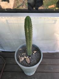 Cut the cactus and blend it with some water. Some One Has Said Something About Tx Torch Is This Potent Enough To Make A Tea Would I Hurt The Cactus I Hear They Are Tough Sanpedrocactus