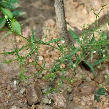 Image result for Oldenlandia hockii