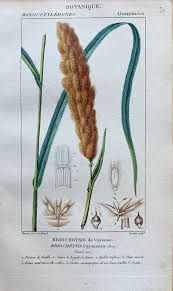 Image result for Eriochrysis