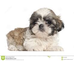 Shih Tzu S 7 Months Old 3 Months Old Stock Photo Image 16821930 Shih Tzu Shih Tzu Puppy Puppies