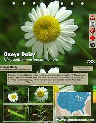 When i left home at 18 to train as a doctor in london, 1 would write once a week i made a film which featured a railway in yorkshire. Free Photo Oxeye Daisy Blooming Daisy Flower Free Download Jooinn