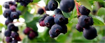 When is saskatoon berry season? Foodb
