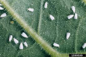 Image result for whitefly in cucumber