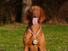 Image result for maďarský krátkosrstý ohař