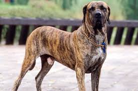 The history of the fila brasileiro breed. Ø¨Ø±ÙŠØ¯ Ø¨Ø§Ù„Ø¶Ø¨Ø· Ù…Ù‡Ø¯Ø¦ Raca Fila Brasileiro Plasto Tech Com
