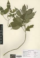 Image result for Hilleria latifolia