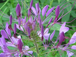 Image result for Cleome maculata