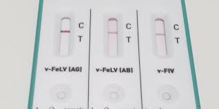 Test Fiv Felv Nel Gatto Come Interpretare I Risultati Amica Veterinaria
