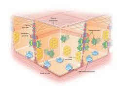 Check spelling or type a new query. The Different Types Of Cell Junctions Learn Science At Scitable
