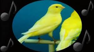 Check spelling or type a new query. Descargar Mp3 Canto De Canario Amarillo 2021 Gratis Meramusica Com