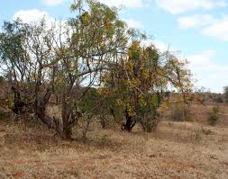 Image result for Cassia abbreviata