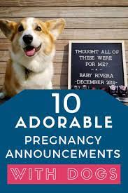 Check spelling or type a new query. Funny Dog Pregnancy Announcements That Will Crack You Up Living For The Sunshine