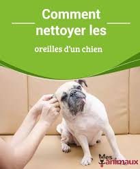 Comment Nettoyer Les Oreilles D Un Chien Nettoyer Les Oreilles Toilettage Chien Elevage Chien