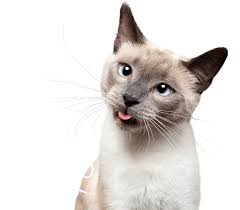 Receive a quote in seconds, submit claims from your mobile device, and get reimbursed yes, we know, pet insurance is confusing—but it doesn't have to be. Petplan Cat Insurance