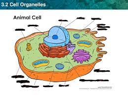 We did not find results for: Key Concept Eukaryotic Cells Share Many Similarities Ppt Download