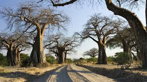Ruaha National Park