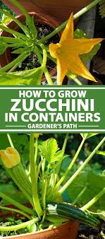 How To Grow Zucchini In Containers Gardener S Path Growing Zucchini Zucchini Plants Growing Vegetables In Pots