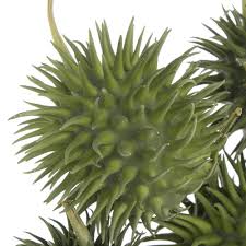 Image result for Cucumis hirsutus